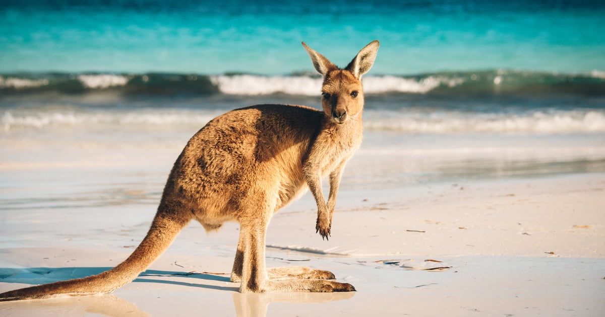 Australia Sponsors Two Blockchain Pilot Projects for AU$5.6M